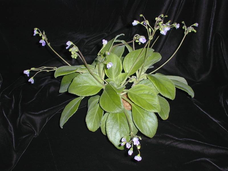 Boea hemsleyana