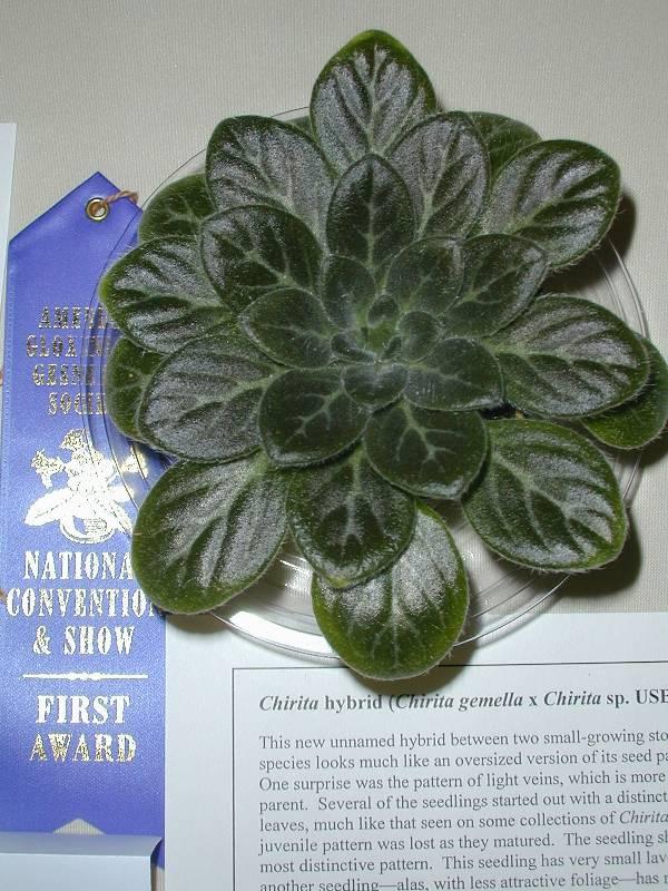 Chirita hybrid