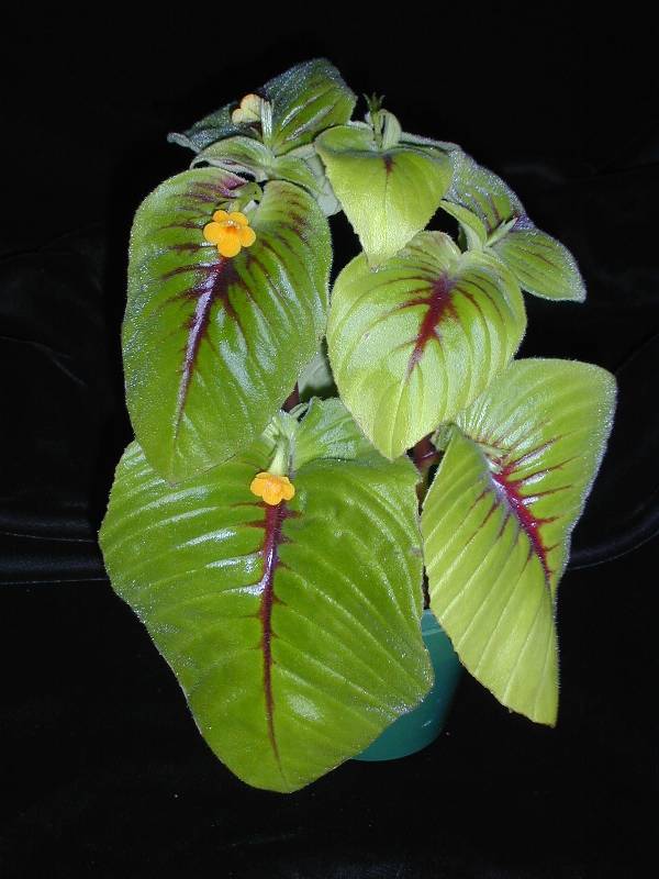 Chirita micromusa
