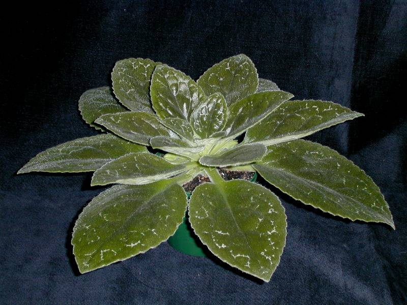 Chirita sinensis hybrid