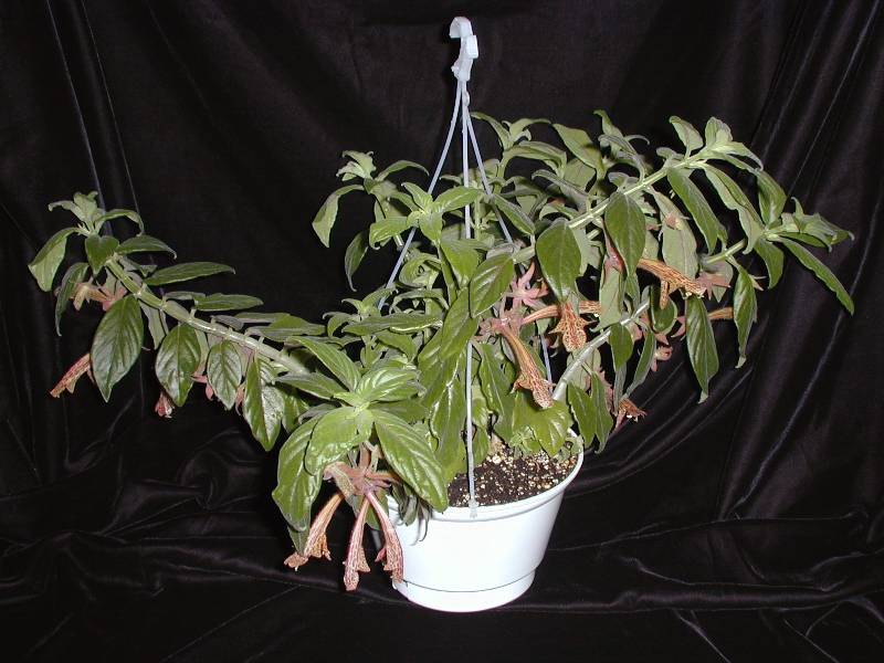 Columnea schiedeana