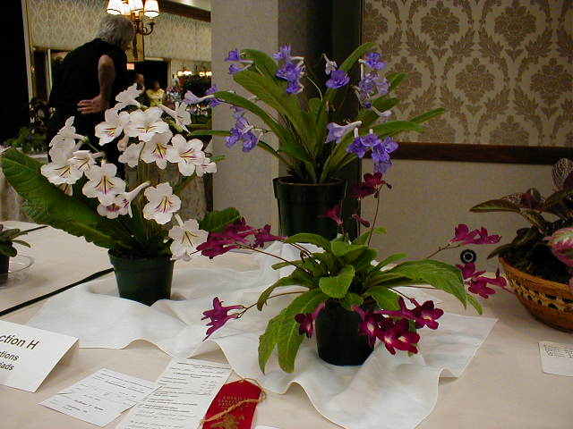 Streptocarpus collection