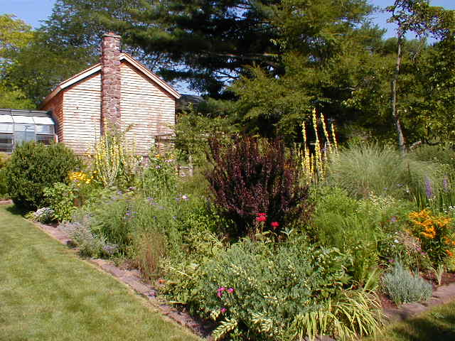 Perennials