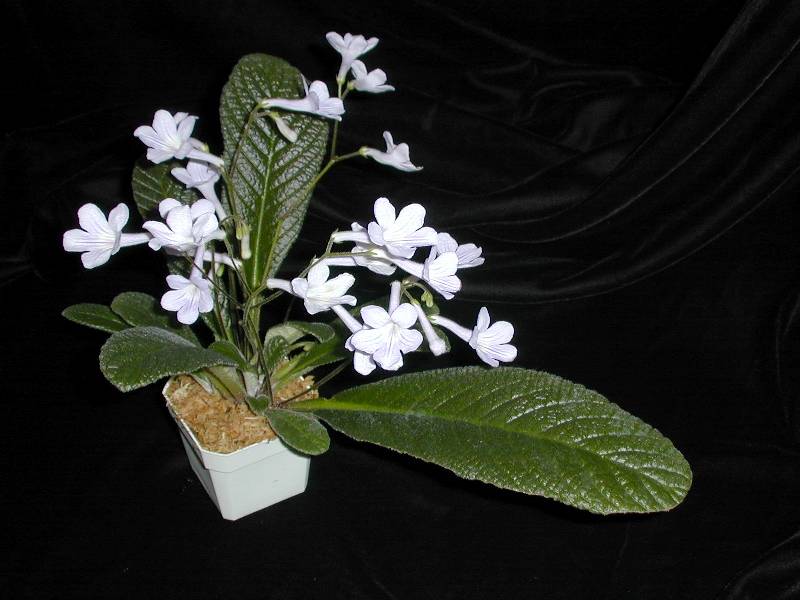 Streptocarpus 'Gator's Tail'