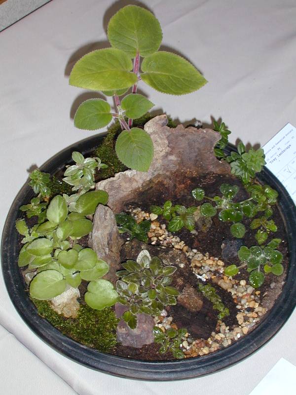 Tray Landscape