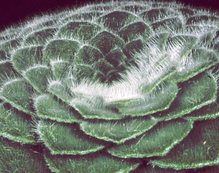 Petrocosmea forrestii