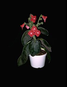 Kohleria 'Red Ryder' (6850 bytes)