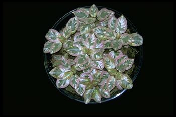 Episcia 'Unpredictable Valley' (14336 bytes)