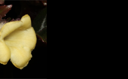 Left is Sinningia speciosa Empress Mix and right is Nautilocalyx lynchii