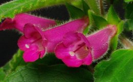 Class 04A Sinningia 'Magic Moment' flowers_A DewellRM