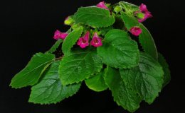 Class 04A Sinningia 'Magic Moment'_A DewellRM