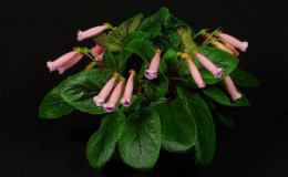 Class 05 Sinningia 'Peridots Pink Drops' alt_I James_RM