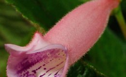 Class 05 Sinningia 'Peridots Pink Drops' flower_I James_RM