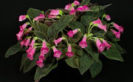 Class 09A Kohleria 'Peridots Rolo' alt_E McGrathRM