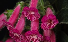 Class 09A Kohleria 'Peridots Rolo' flowers_E McGrathRM