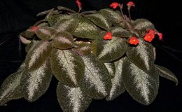 Class 16 - Episcia cupreata 'Metallica'_GSV0334WG