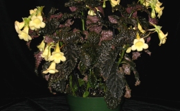 Class 19 Gasteranthus atratus0769DM
