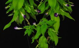 Class 21-Chirita_walkerae_(Price)RMSmall