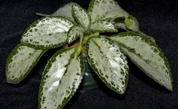 Class 33A---Chirita-sinensis-'Betty'WG