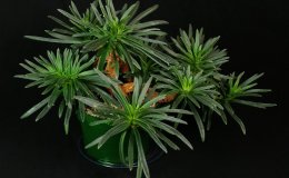 Class 33B Chirita linearifolia_A DewellRM