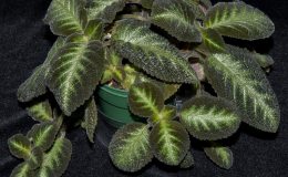 Class 34---Episcia-lilacina-'Blue-Nile'_GSV0409