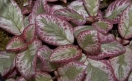 Class 35---Episcia-'Cleopatra'WG