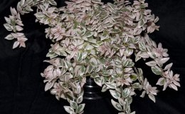 Class 37-Columnea-'Frosty-Hills'WG