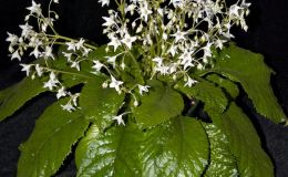 Class 40---Conandron-ramondioides-(white-form)WG
