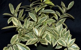 Class 41---Aeschynanthus-sp.-'Thailand'WG