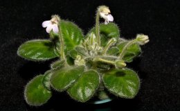 Class 42BPetrocosmea 'Keystone's  Magic'_WG