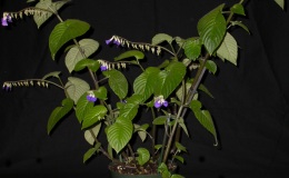 Class 44-2ndBestFruit-RhinchoglossumDM