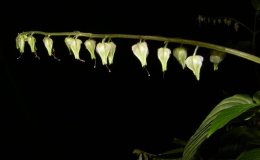 Class 44 2ndRynchoglossum notonianum Bill P cKC