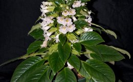 Class 47A - Sinningia 'Sinningia guttata'_GSV0487WG