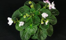 Class 49 Saintpaulia 'Senk's Whisper Pink'_M MooreRM