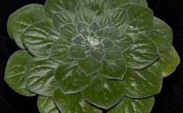 Class 50---Petrocosmea-'Momo'WG