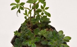 Class 64 - Tray Landscape_GSV0271WG