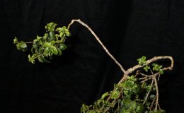 Class46-cl-jmh
