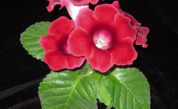 Class 1 Sinningia speciosa “Empress Mix”