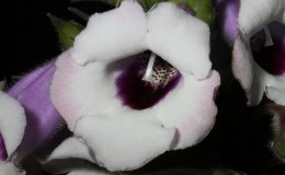 Class 1 Sinningia speciosa 'Pedra Lisa'