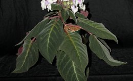 Class 1 Sinningia speciosa 'Pedra Lisa'