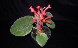 02 S tuberosa3048-DM