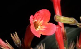 02-Sinningia_tuberosa-4-JMH