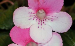 04A CLOSE up3069-DM
