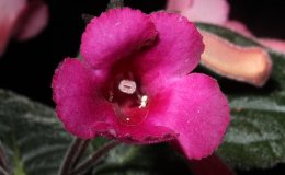 04B-Sinningia_Ozark_Rosy_Cheeks-2-JMH