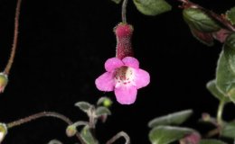 05B-Sinningia_Tinkerbelles-2-JMH