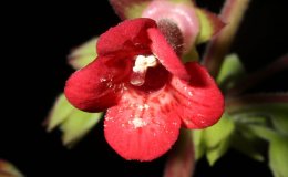 05C-Sinningia_Flamenco_Apricot_Bouquet-5-JMH