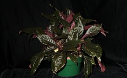 07-Nautilocalyx lynchii-JMH