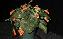 09-Kohleria_Green_Goblin-1-JMH