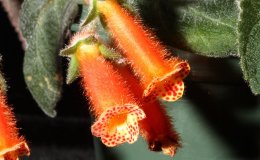 09-Kohleria_Green_Goblin-2-JMH