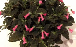 09-Kohleria_Peridots_Rolo_BC